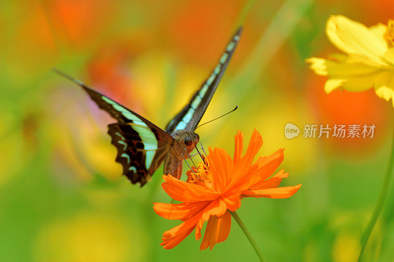 蝴蝶/燕尾蝶和橙/黄宇宙花